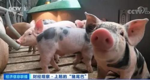 豬肉價(jià)格反彈，1頭豬利潤(rùn)＝2瓶茅臺(tái)酒？