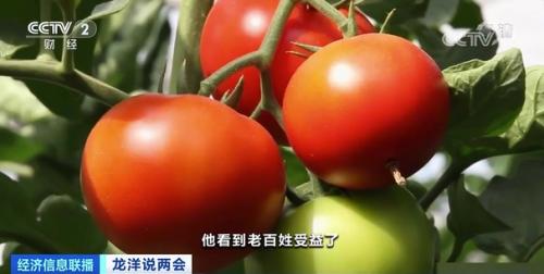 中國(guó)糧,用中國(guó)種!