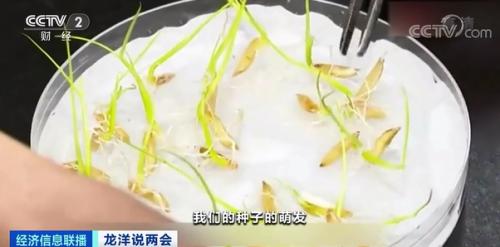 中國(guó)糧,用中國(guó)種!