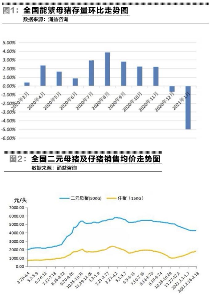 最強豬周期會不會演化成最長豬周期？